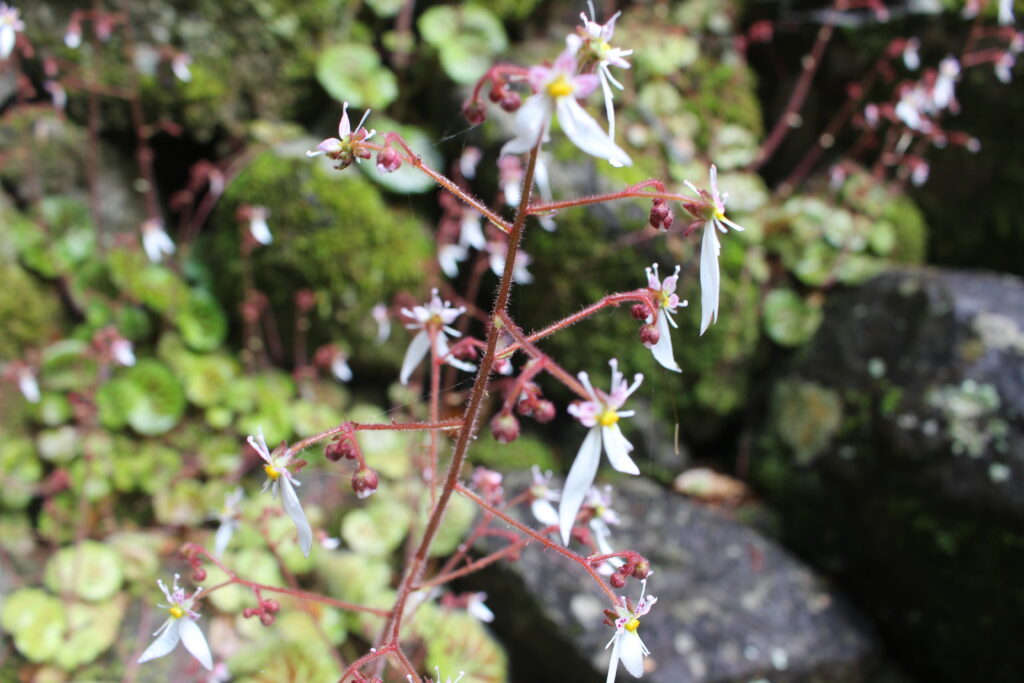 季節の花々、5月ユキノシタ