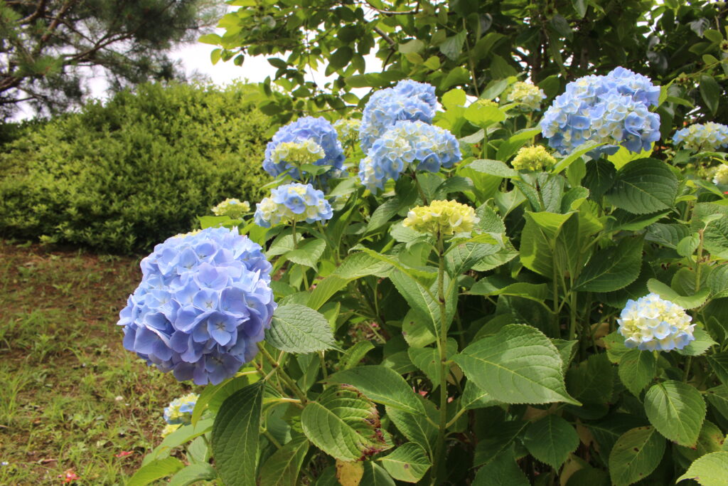 季節の花々、6月アジサイ