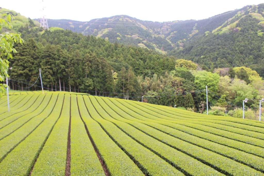 わさびや茶園さん茶園
