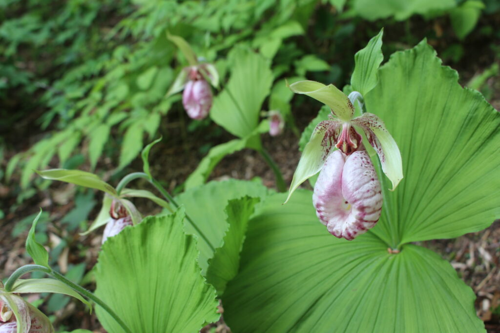 季節の花々、4月クマガイソウ