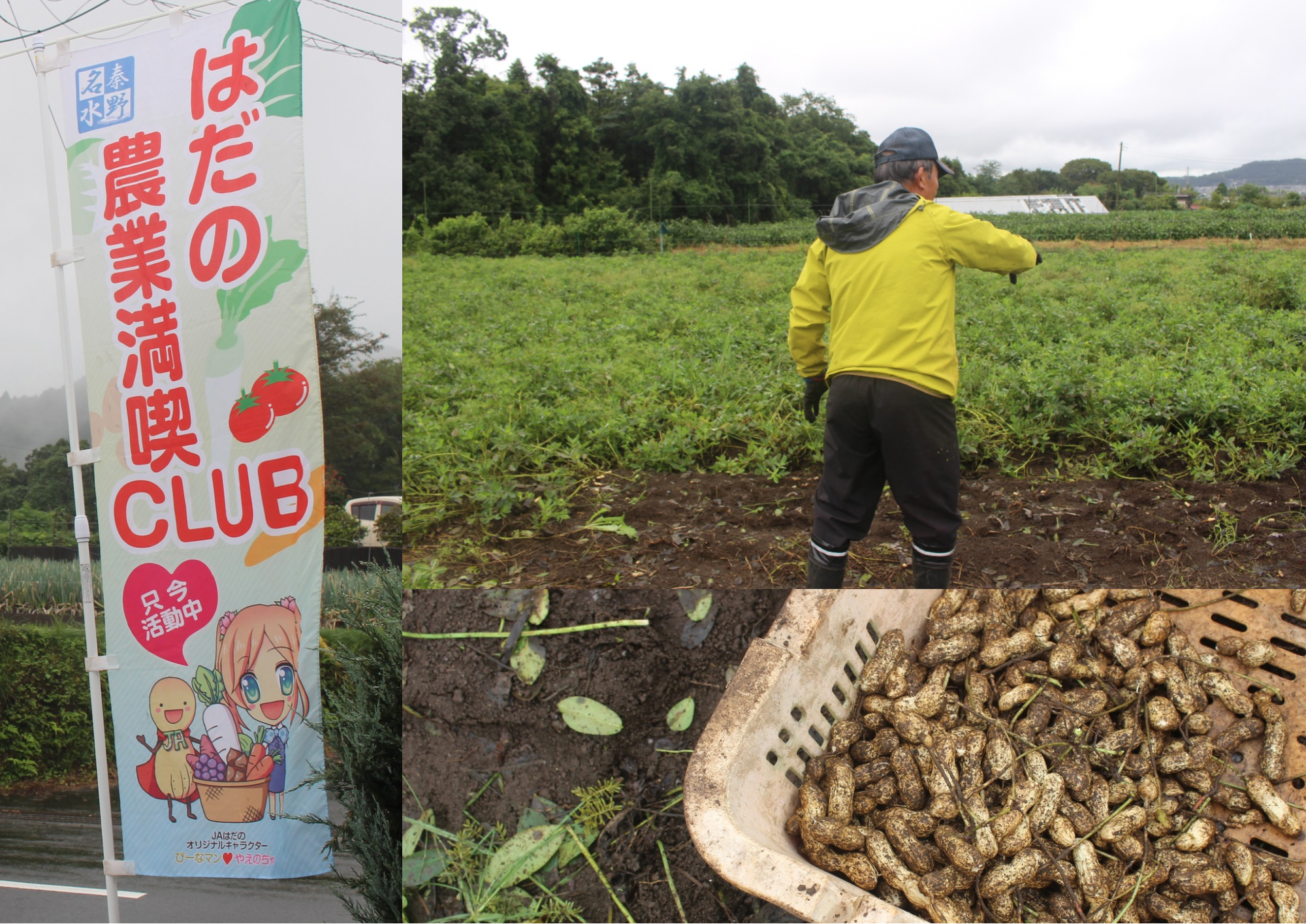 はだの農業満喫CLUB！秋の味覚、落花生収穫体験の様子をご紹介